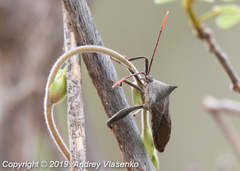 Anoplocnemis madagascariensis