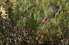 Melaleuca alilateralis