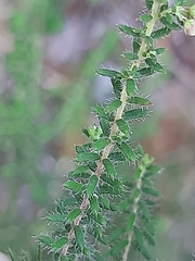 Erica leucopelta