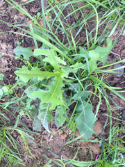 Lactuca ludoviciana