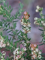 Erica leucopelta