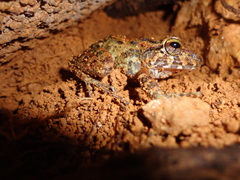 Craugastor aurilegulus