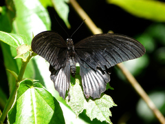 Papilio rumanzovia