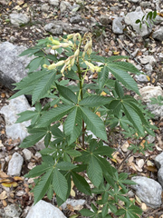 Aesculus pavia flavescens