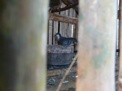 Gallicolumba luzonica