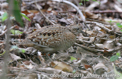 Turnix nigricollis