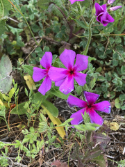Phlox drummondii