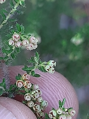 Erica leucopelta