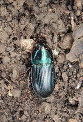 Harpalus dimidiatus