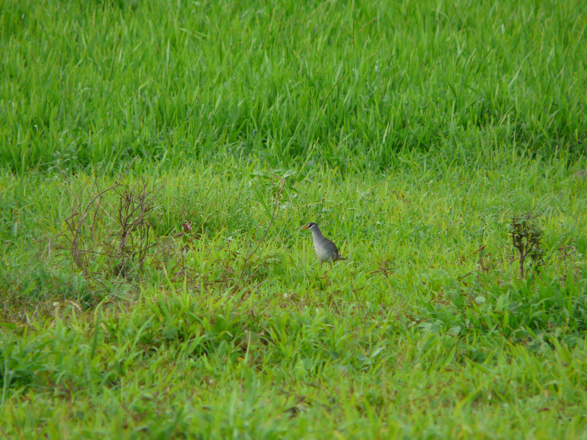 White-browed Crake