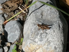 Huastecacris truncatipennis