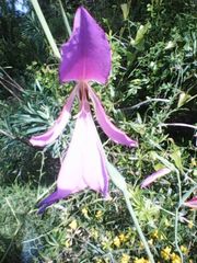 Gladiolus illyricus