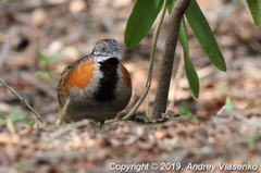 Turnix nigricollis