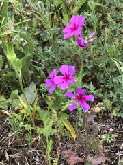 Phlox drummondii