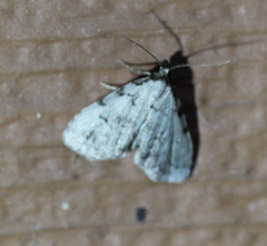 Dyspyralis puncticosta