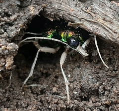 Tetracha