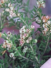 Erica leucopelta