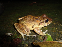 Craugastor aurilegulus