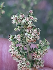 Erica leucopelta