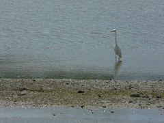 Egretta eulophotes