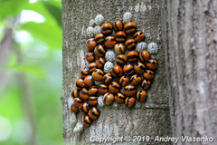 Libyaspis coccinelloides