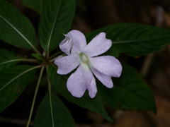 Impatiens