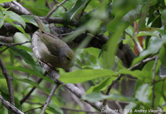 Neomixis tenella debilis