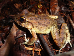 Craugastor aurilegulus