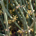 Ephedra nebrodensis - Photo (c) 101120949039860646287, μερικά δικαιώματα διατηρούνται (CC BY-NC-ND), uploaded by 101120949039860646287