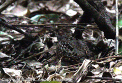 Turnix nigricollis