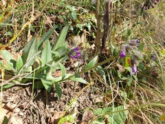 Pulmonaria longifolia