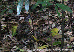 Turnix nigricollis
