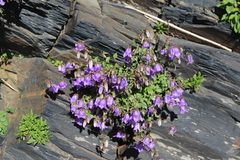 Campanula kolenatiana