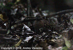 Turnix nigricollis
