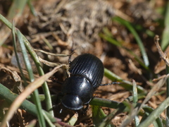 Acrossus luridus
