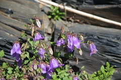 Campanula kolenatiana