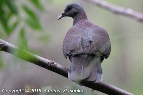 Malagasy Turtle-Dove