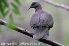 Madagascar Turtle-Dove photo 3