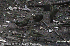 Foudia madagascariensis
