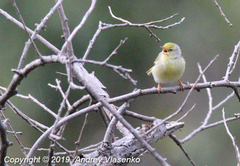 Neomixis tenella debilis