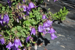Campanula kolenatiana