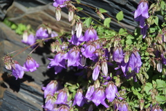 Campanula kolenatiana