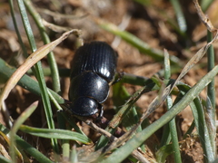 Acrossus luridus