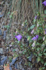 Campanula kolenatiana