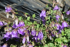 Campanula kolenatiana
