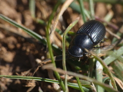 Acrossus luridus