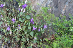 Campanula kolenatiana