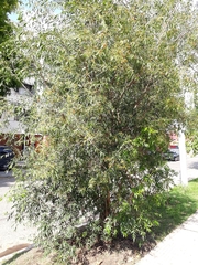 Blepharocalyx salicifolius