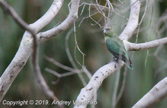 Agapornis canus ablectaneus