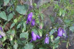 Campanula kolenatiana
